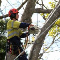 North Sydney Tree Removals image 6